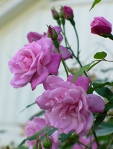 Climbing Old Blush Rose, Rosa chinensis 'Climbing Old Blush'